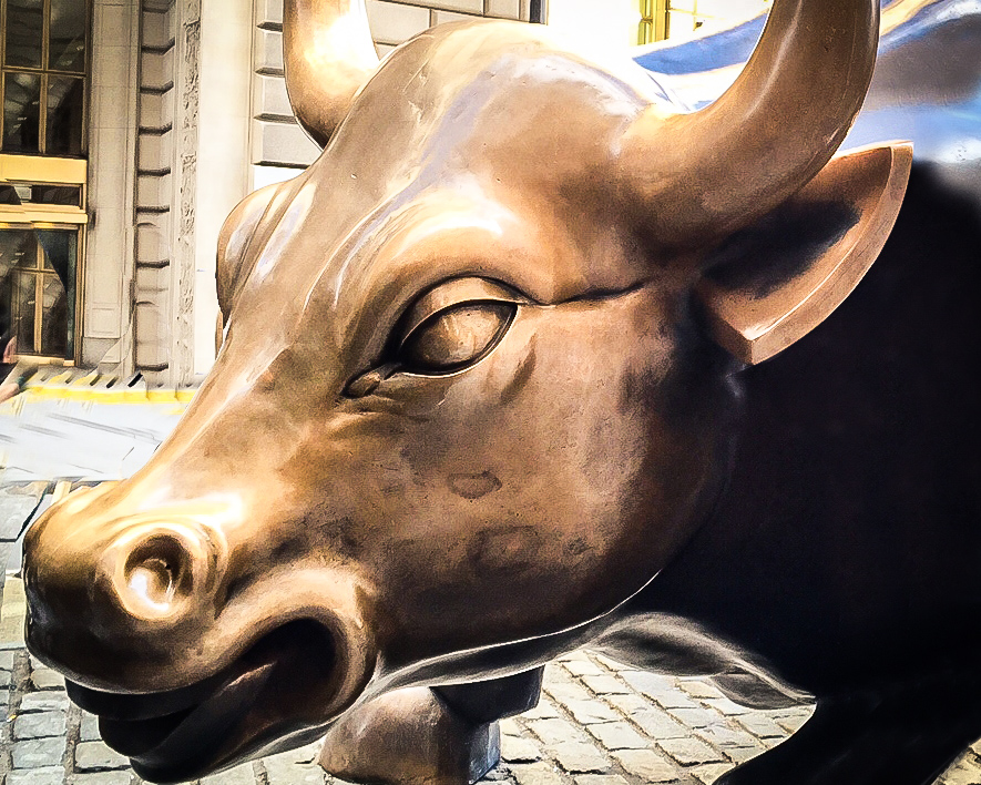 Face of the charging bull