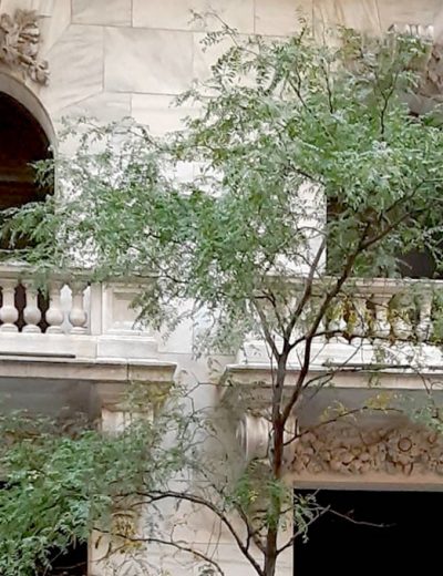 Meet the Famous Buttonwood Tree of Wall Street